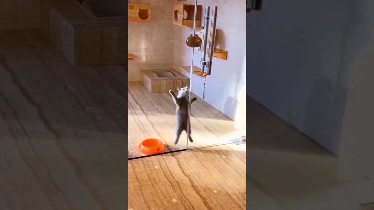 Funny Cat Video part 1 - Funny Cats - Cat dance - shorts video #shorts