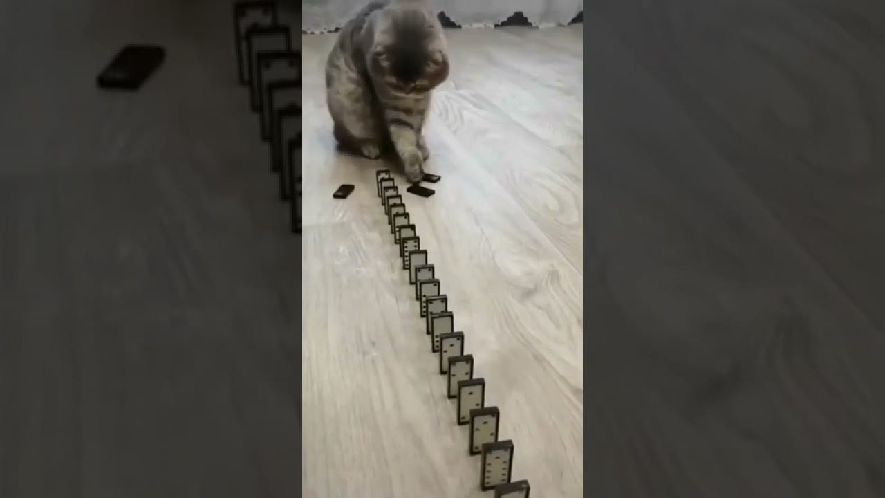 Funny Cat Videos #37     #shorts #cute  #subscribe  #like #cat #2022