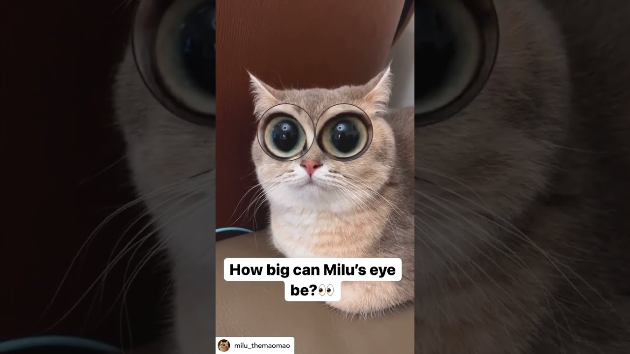 Funny Cats Compilation, Funny Cute Cats #cats #shorts #reels