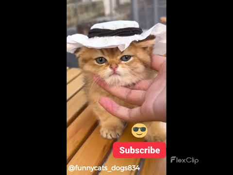 Funny Cats Dancing Funny Cat Video #cats #funnyvideo #funnycats