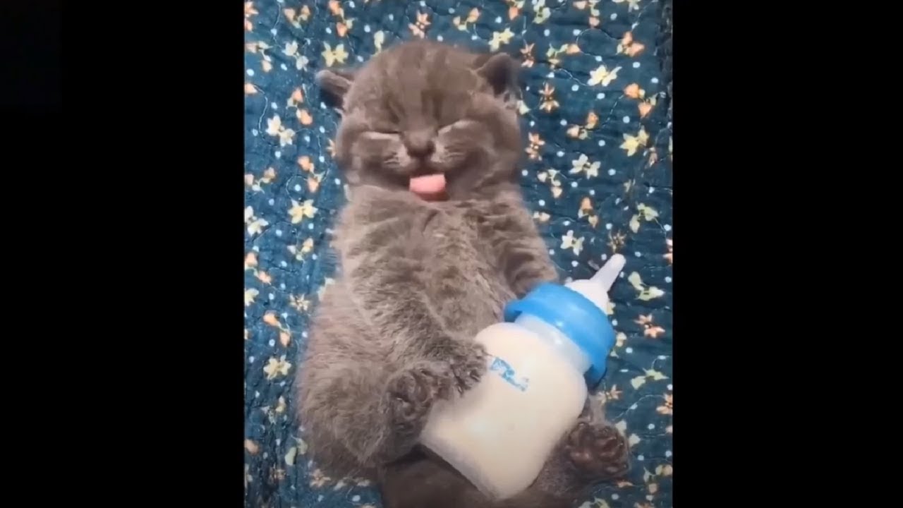 Funny Cats Dogs Kittens & Puppies