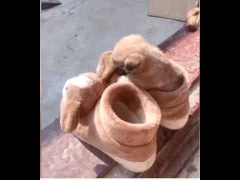 Funny Cats & Dogs Playing Pool Compilation | Funny Cute Animals Videos 2023 #funnycats #funnydogs