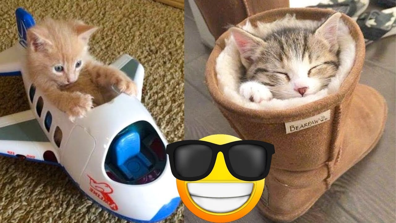 Funny Cats & Dogs Videos | Cute Animals Compilation #funnycats #funnydogs