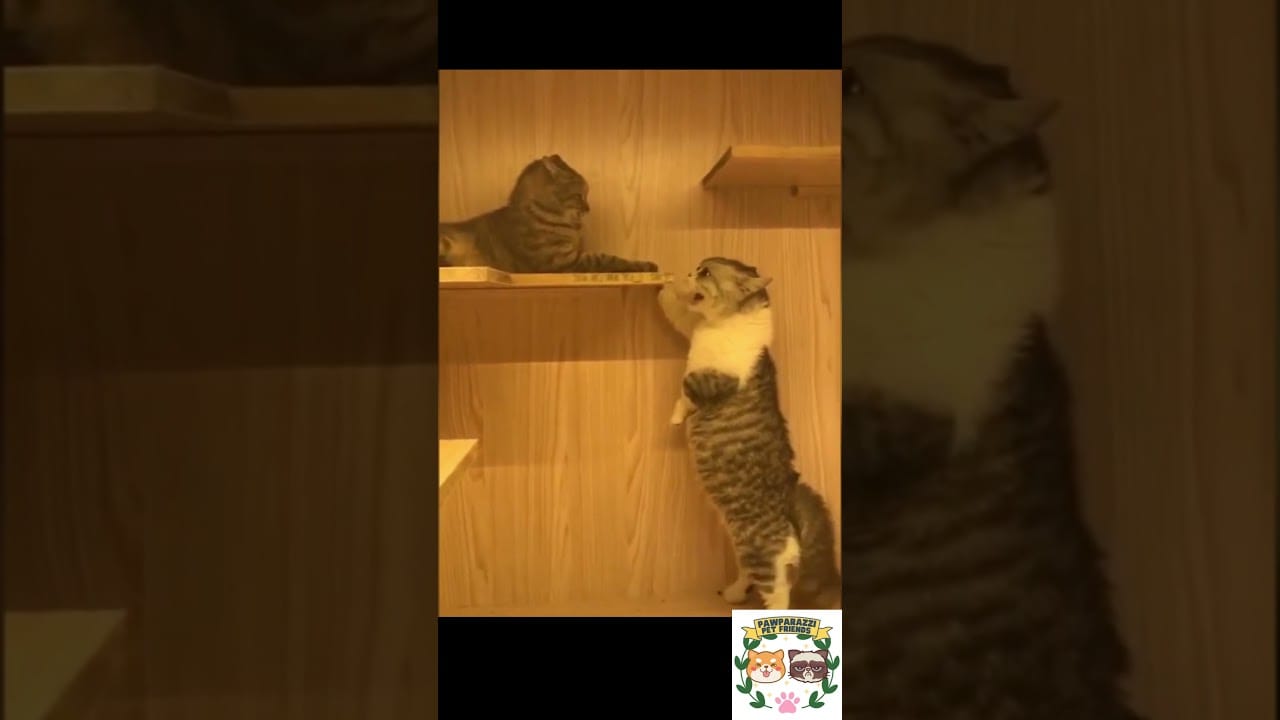 Funny Cats Talking: Whyyyyyyyyyy #Shorts