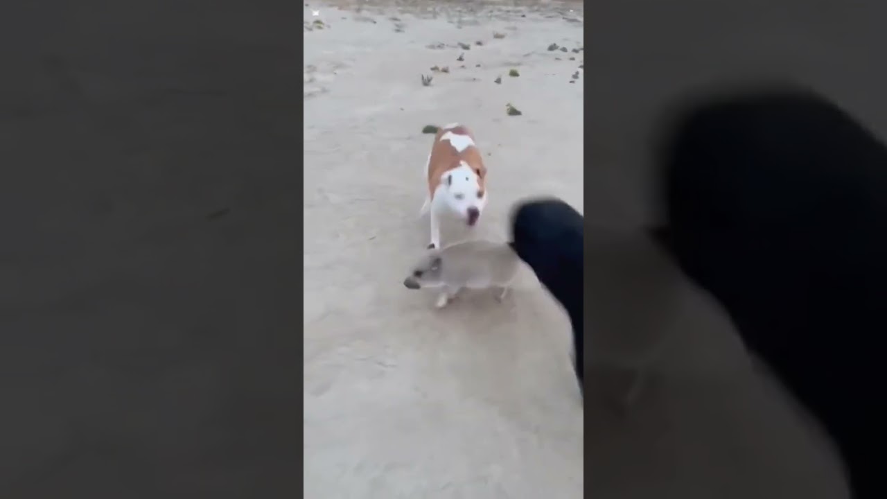 Funny Cats VS Dogs | #youtubeshorts #shortvideo