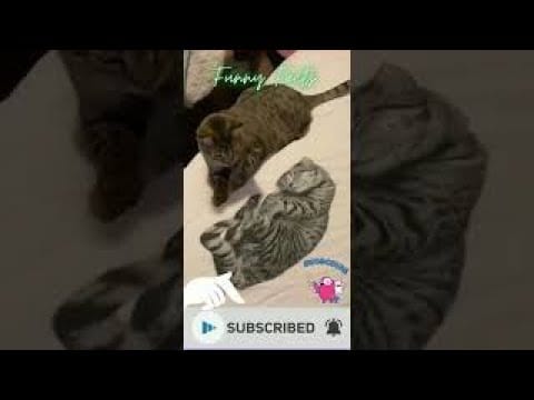 Funny Cats VS Naughty Cats #shorts