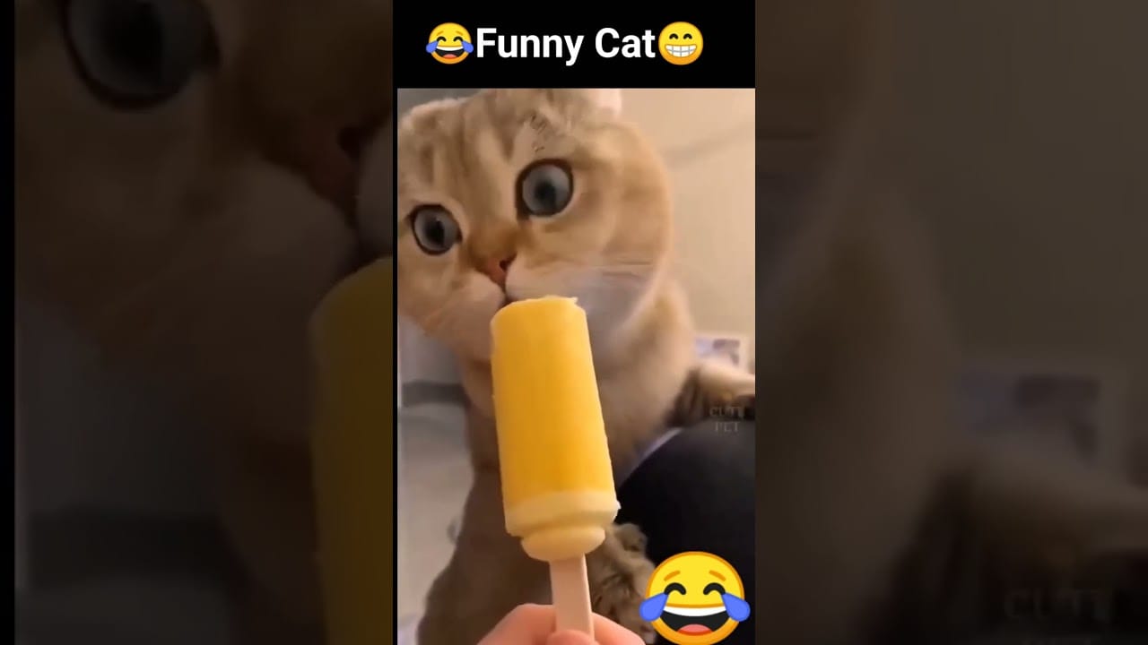 Funny Cats Video #shorts