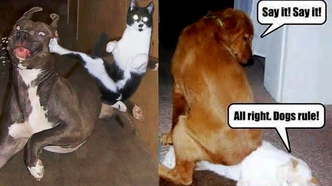 Funny Cats Videos #34 Hilarious Videos | Try not to Laugh