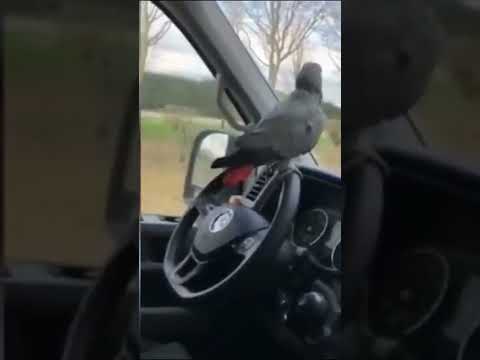 Funny Cats and Crazy Dogs Compilation | #shorts