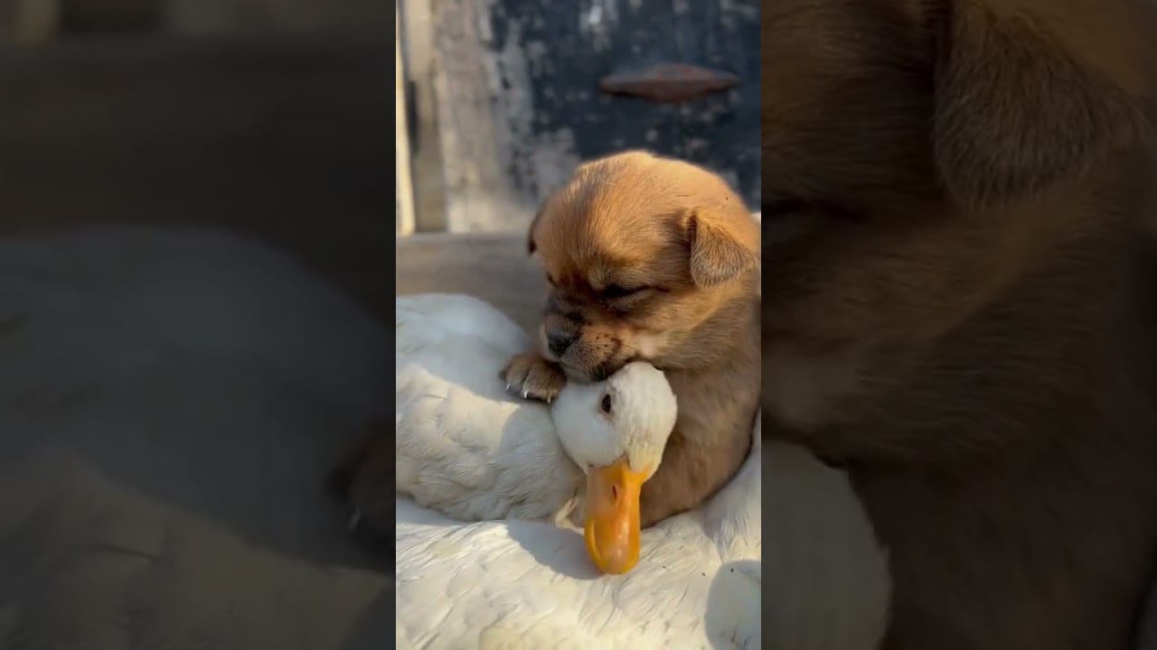 Funny Cats and Cute Dog | #youtubeshorts