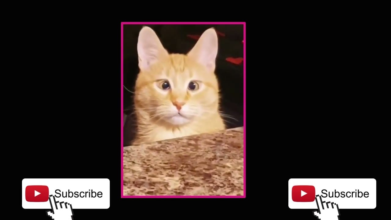 Funny Cats and Dogs Videos2023 - Funniest Animal Videos 2023