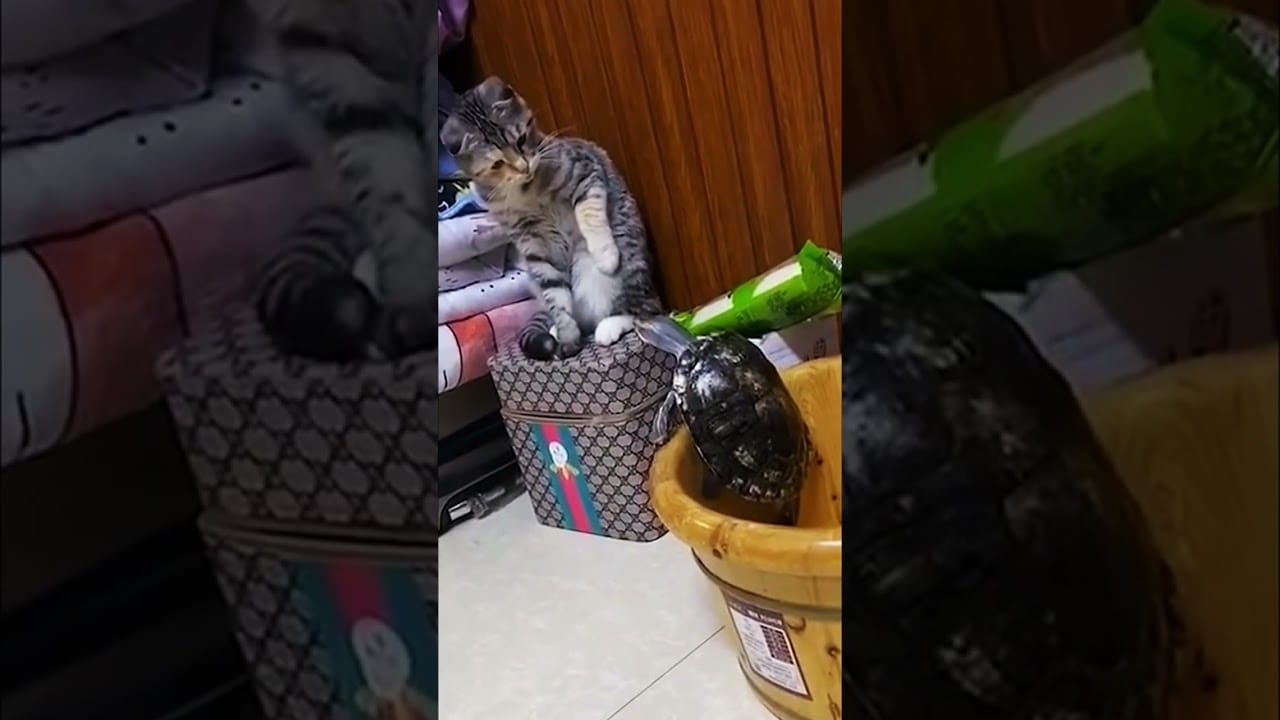 Funny Cats and Dogs | #youtubeshorts