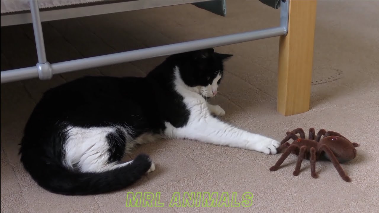 Funny Pets Videos - Best Funny Cat Videos In The World - My Cats #3