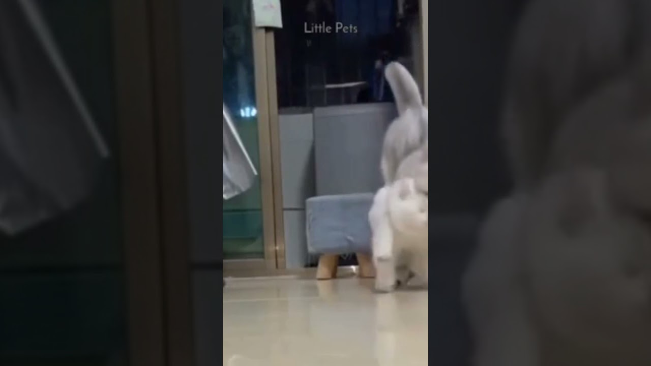 Funny Pets #shorts #cutedogs #funnydogs #pets #dogs #cats