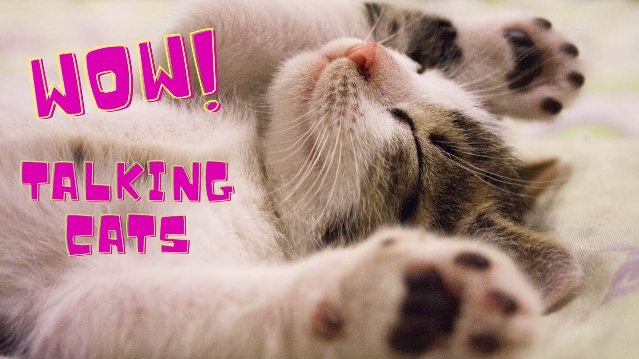 Funny Talking Cat Video