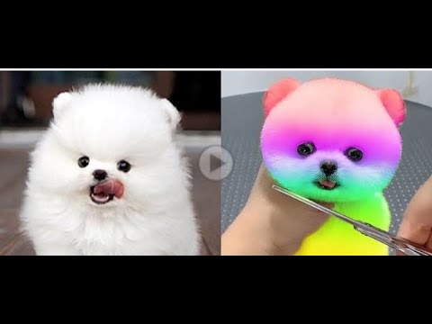 Funny Videos 2023 | Funny Cats & Dogs Videos