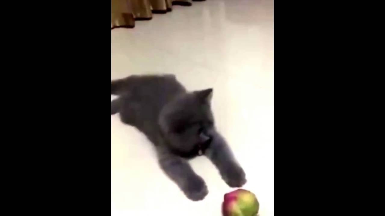 Funny animals-Awesome reaction!