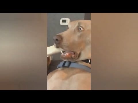 Funny animals - Funny cats / dogs - Funny animal videos / Best videos 2023#3