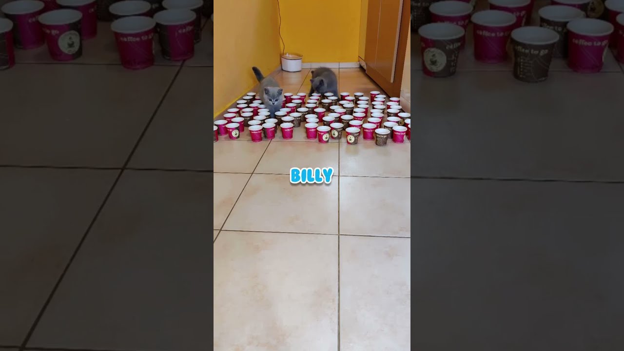 Funny blue cat family compilation 2021| #shorts