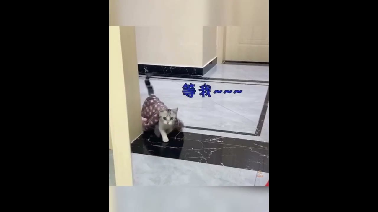 Funny cat, baby cat and cute cats reaction 2022 ,please subscribe #shorts #short Copy