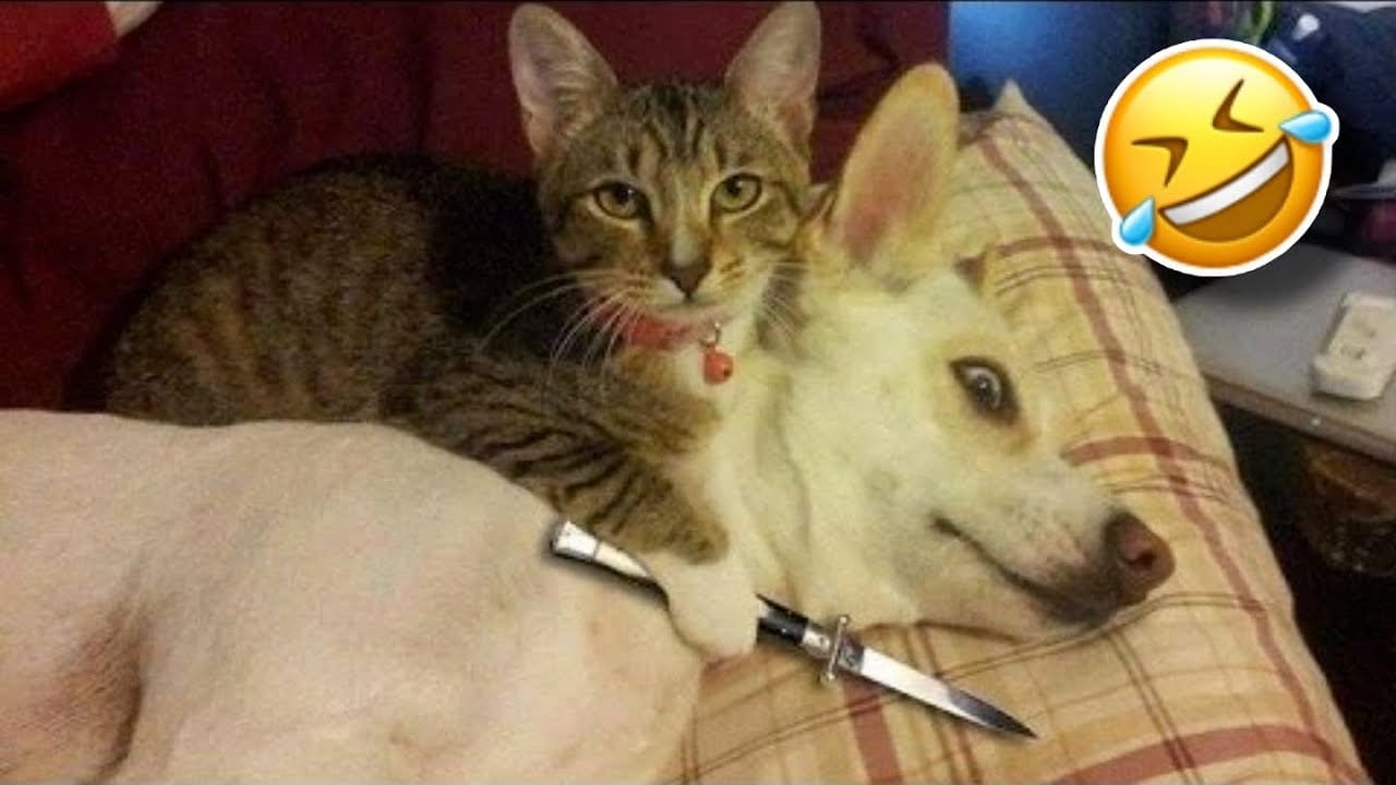 Funny cat || funny dog || Funniest Animal Videos #1