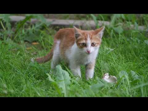 Funny cat videos 2020