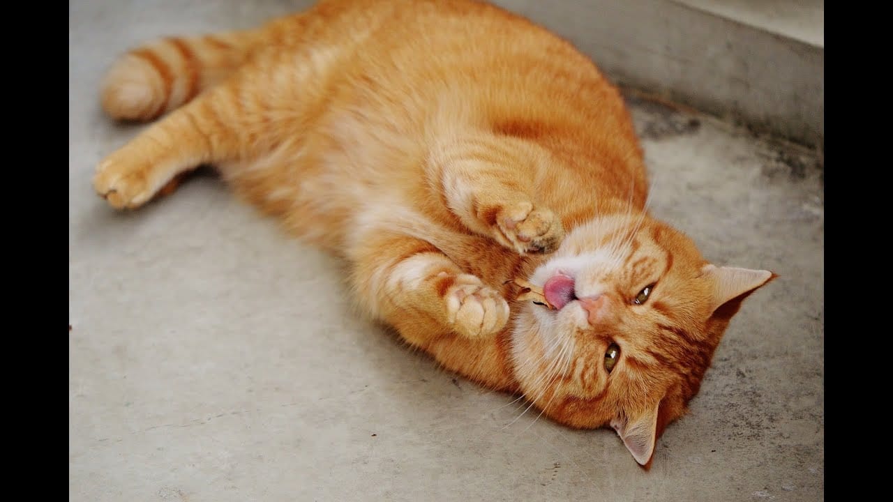 Funny cat videos 2021 copycats #shorts