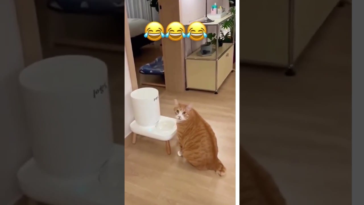 Funny cat videos #shorts