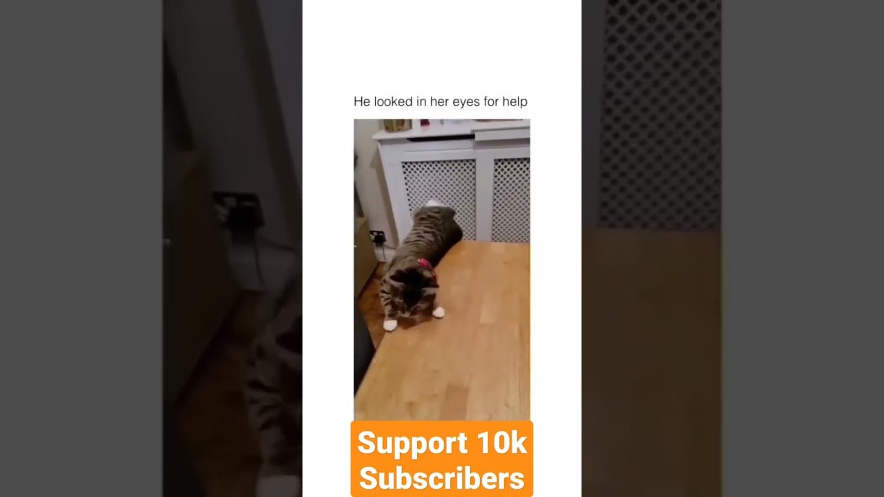 Funny cats | Funny cat videos | #shorts #ytshorts #viralshorts