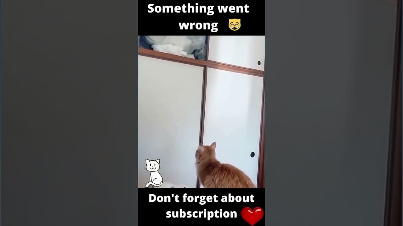 Funny cats. The cat did not calculate its jump. #shorts