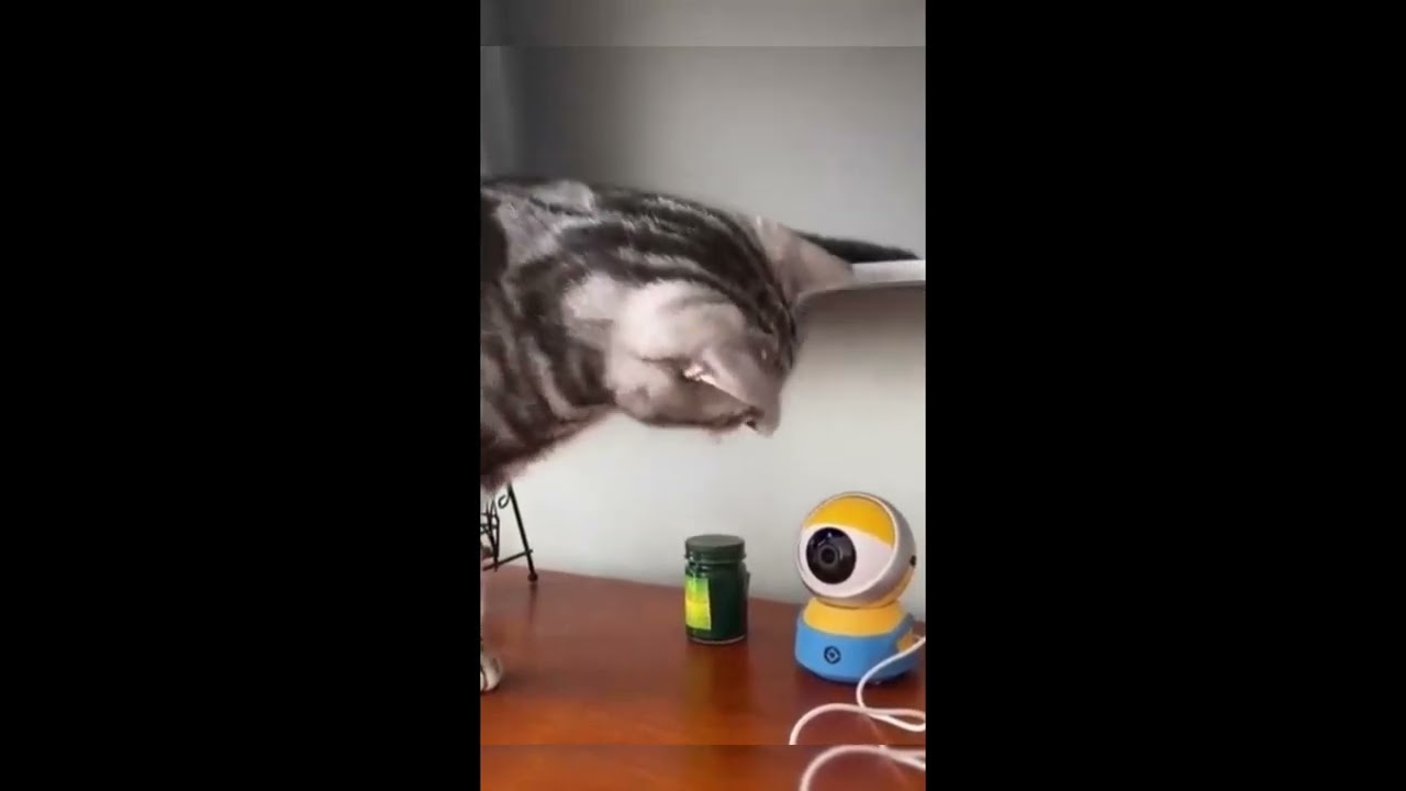 Funny cats and dogs 2023 - Parte 1