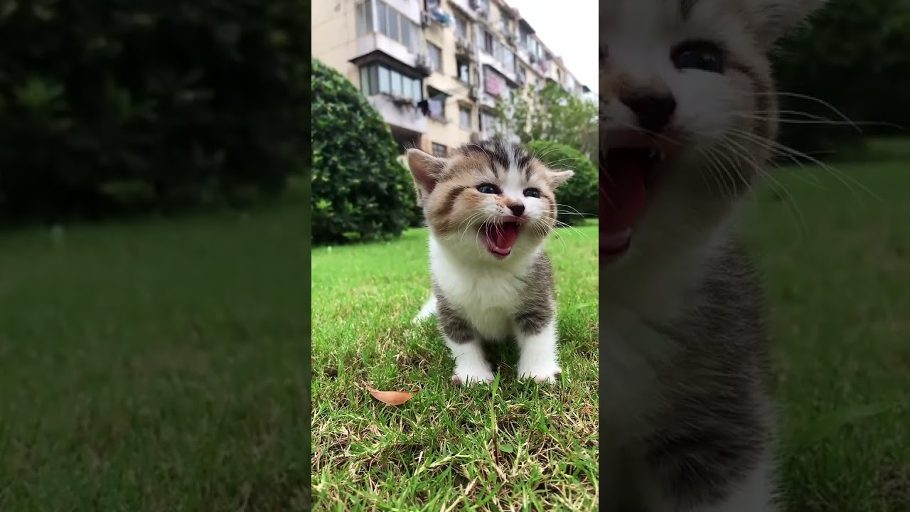 Funny cats and kittens video cute cats funny video 88 short #Shorts