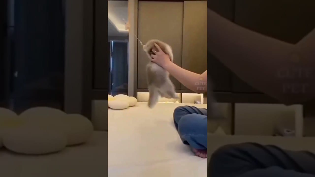 Funny cats compilation videos/funny cat video//viralclip //animals//#shorts #cat #funnycatvideo2023