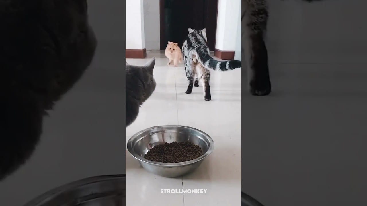 Funny cats completion #shorts #cats #cat