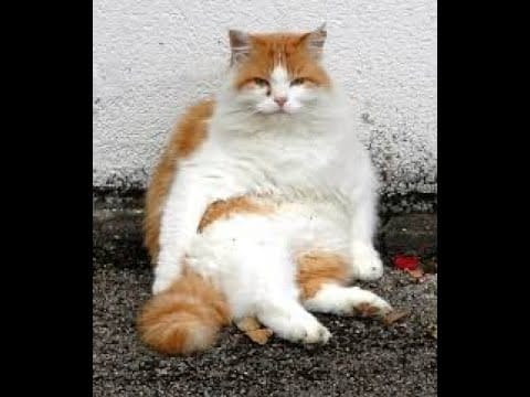 Funny cats videos - big cat #shorts