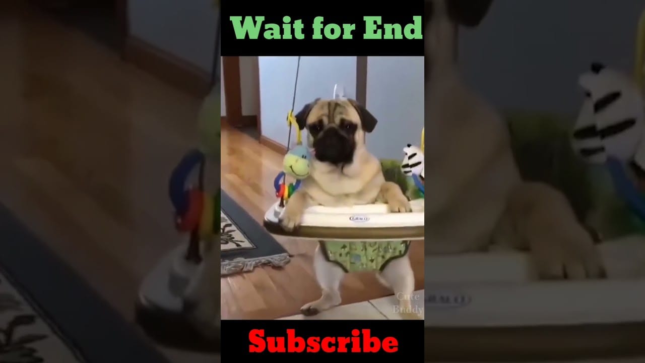 Funny dog and cat video