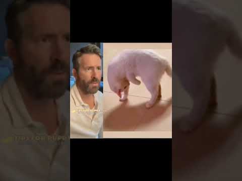 Have You Seen The Cat Do This LOL #shorts #cats #ShikyFAV