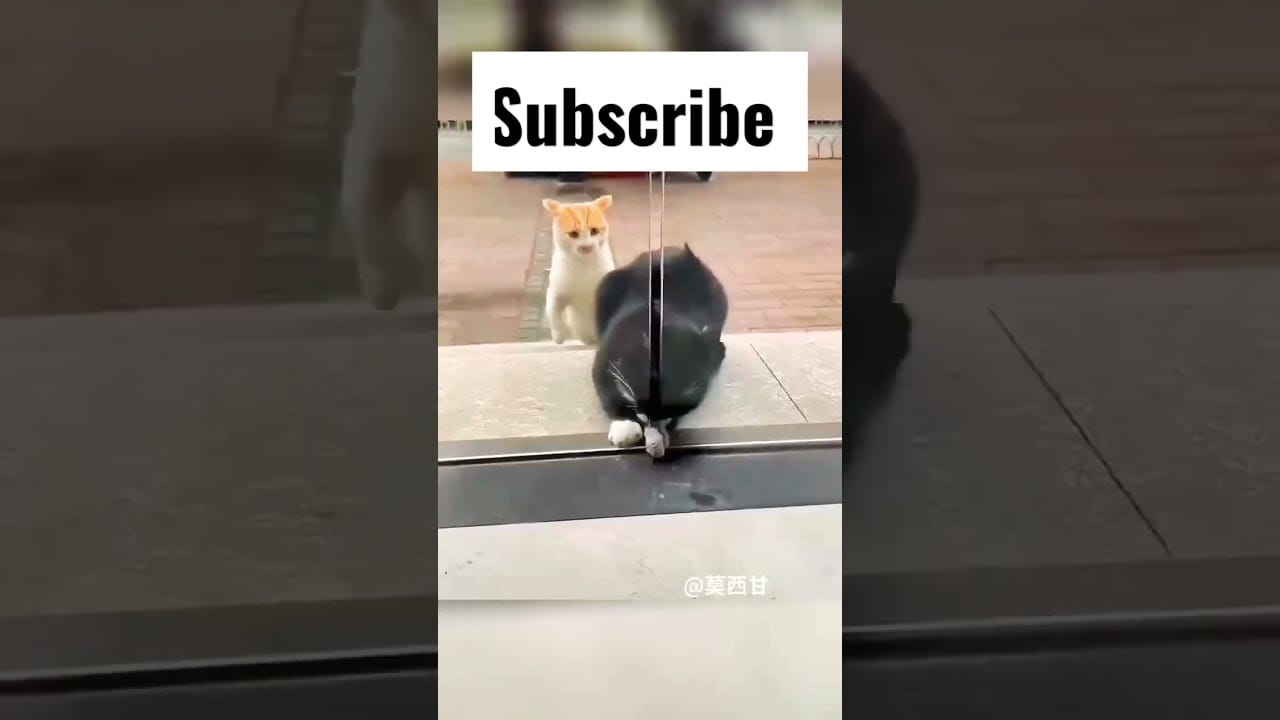 "Hilarious Animal Antics - Funny Animal Video Compilation" ||Funny cat||