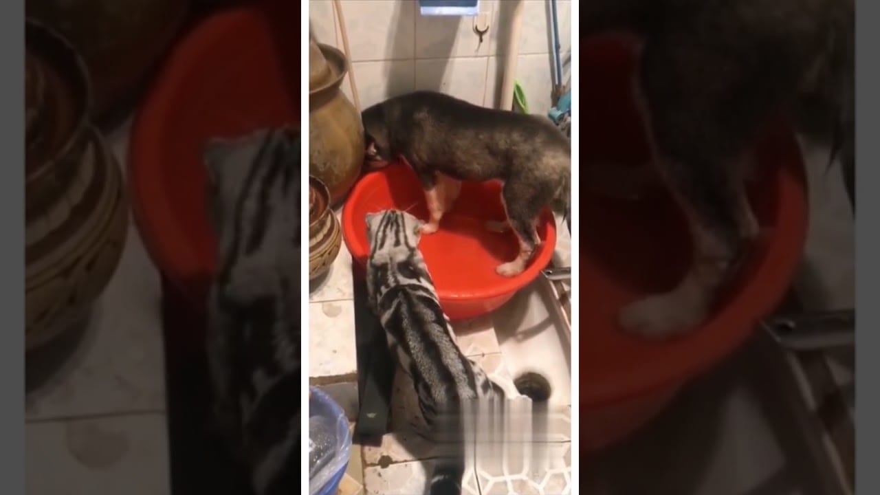 Hilarious Animal Antics: Watch These Funny Creatures in Action!