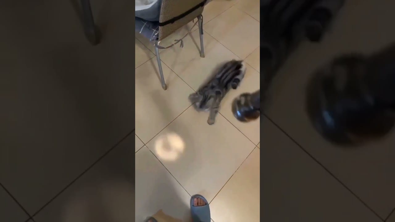 Hilarious Cat Memes Come to Life | Part 28 | #thedustycat #ytshorts #shorts