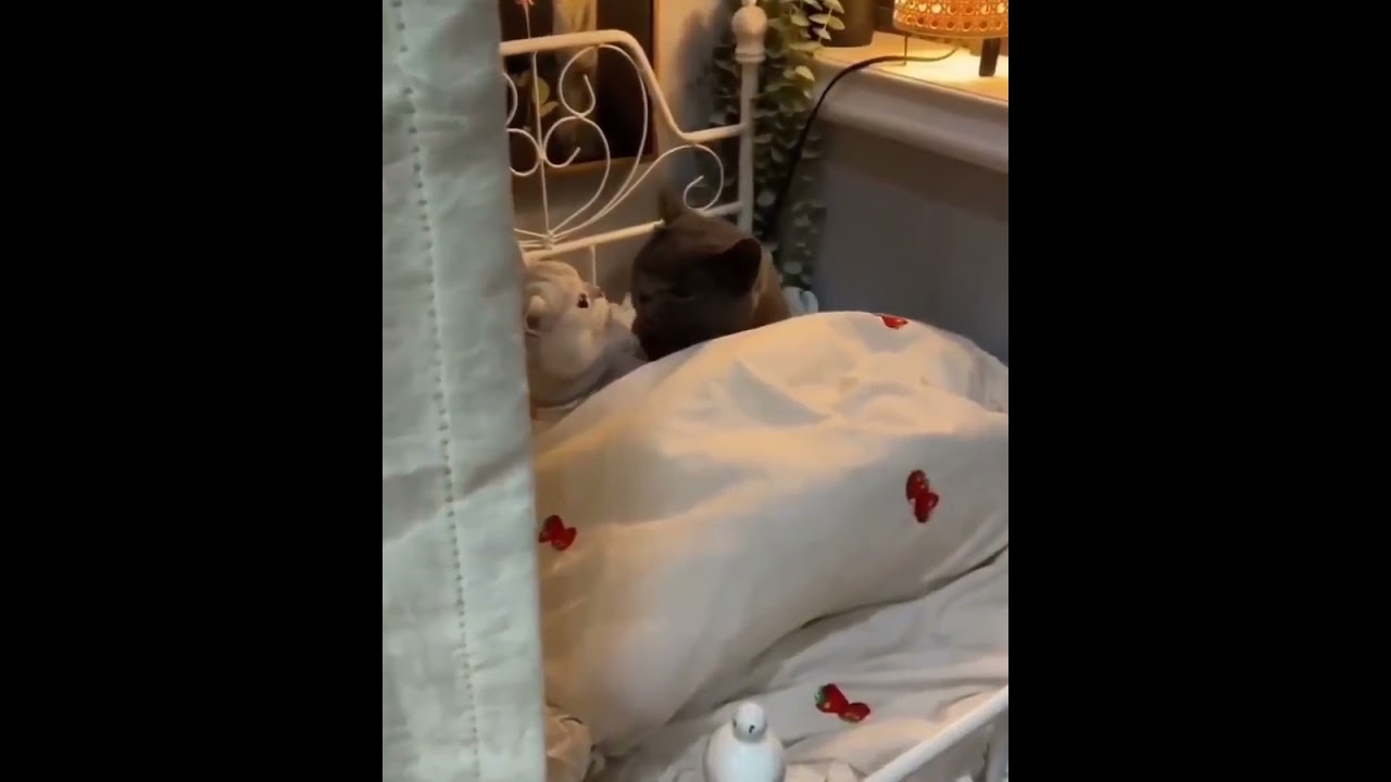 Hilarious Cat Memes Come to Life | Part 30 | #thedustycat #ytshorts #shorts