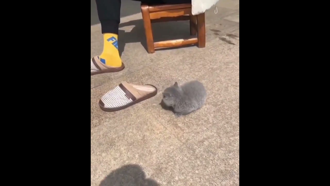 Hilarious Cat Memes Come to Life | Part 33 | #thedustycat #ytshorts #shorts