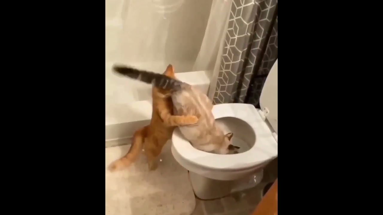 Hilarious Cat Memes Come to Life | Part 34 | #thedustycat #ytshorts #shorts