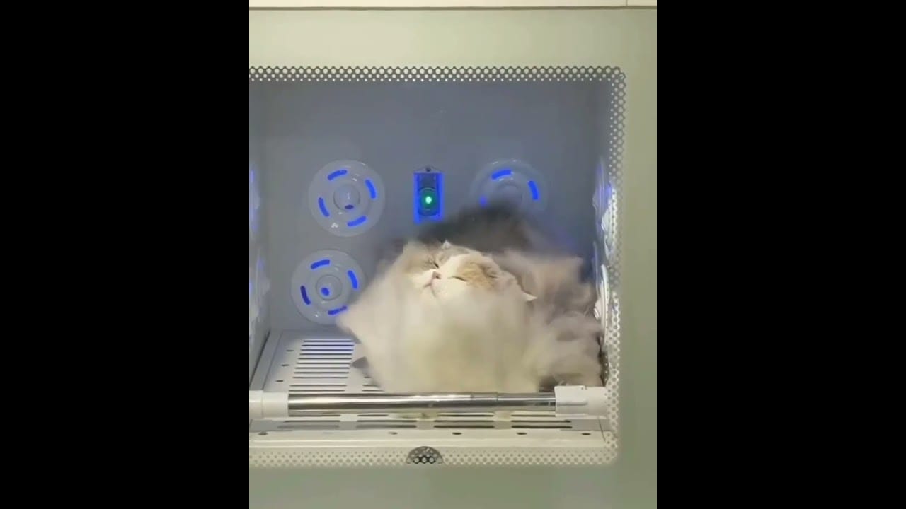 Hilarious Cat Memes Come to Life | Part 35 | #thedustycat #ytshorts #shorts