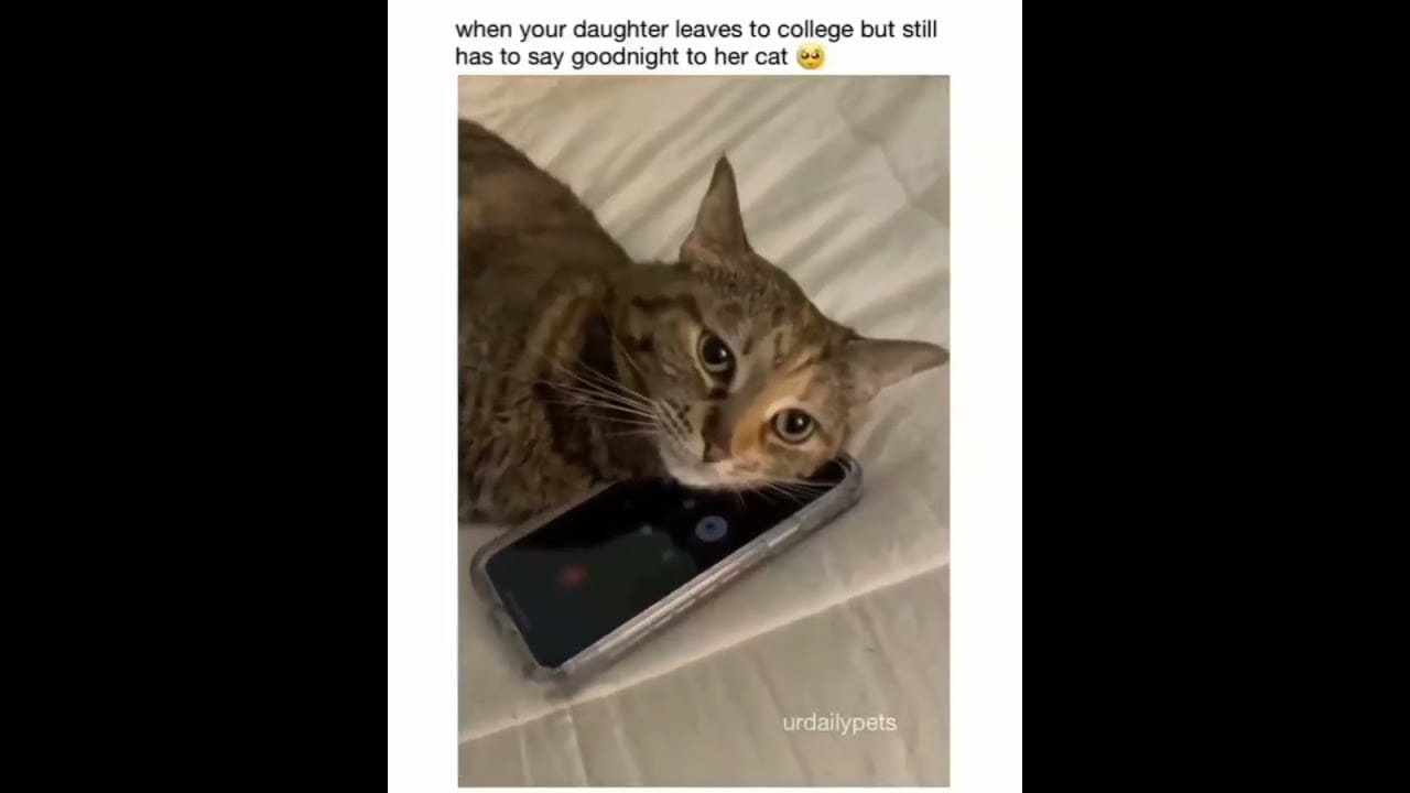 Hilarious Cat Memes Come to Life | Part 39 | #thedustycat #ytshorts #shorts