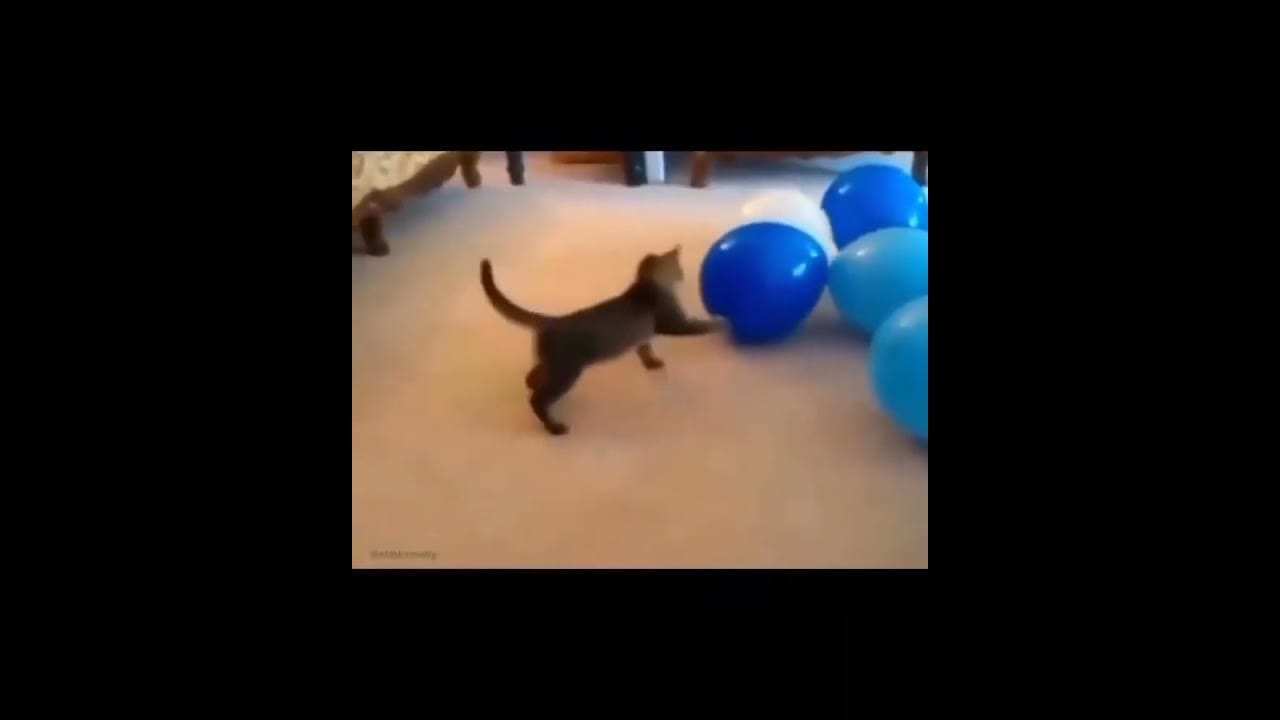 Hilarious Cat Memes Come to Life | Part 40 | #thedustycat #ytshorts #shorts