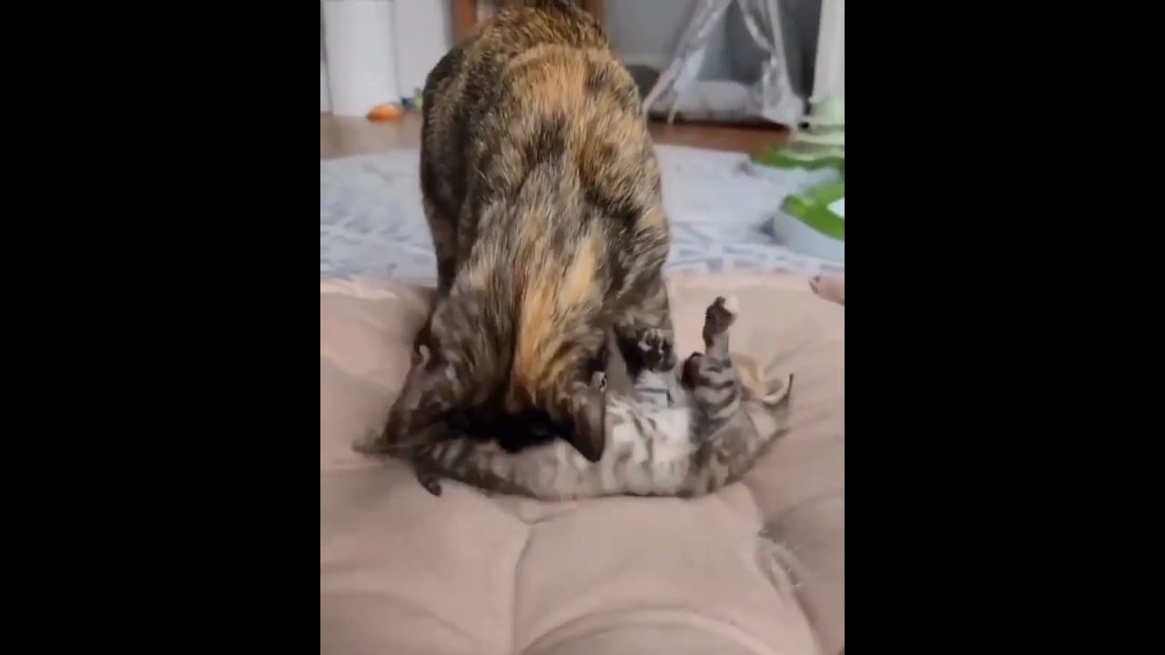 Hilarious Cat Memes Come to Life | Part 45 | #thedustycat #ytshorts #shorts