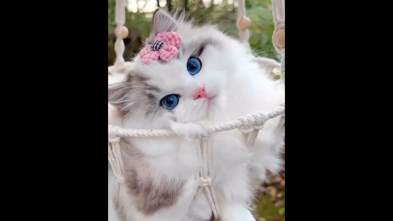 Hilarious Cat Memes Come to Life | Part 47 | #thedustycat #ytshorts #shorts