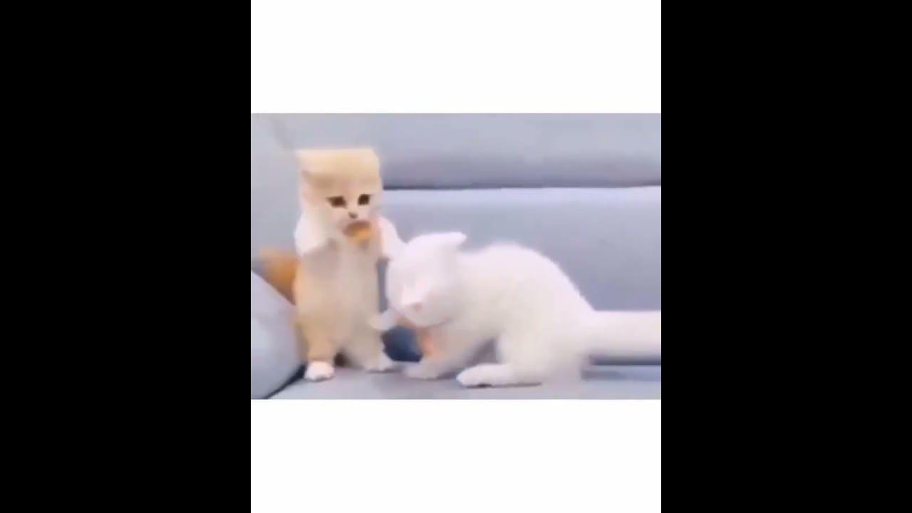 Hilarious Cat Memes Come to Life | Part 48 | #thedustycat #ytshorts #shorts