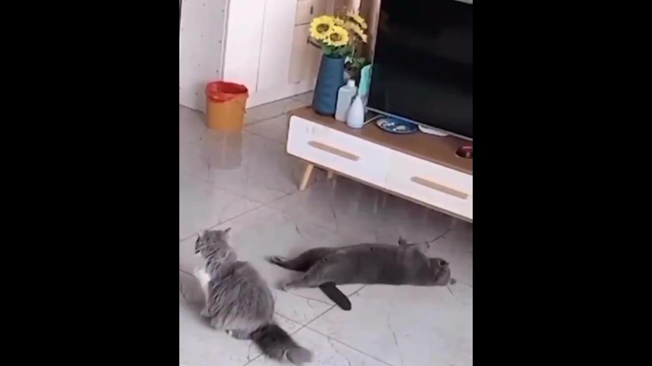 Hilarious Cat Memes Come to Life | Part 49 | #thedustycat #ytshorts #shorts